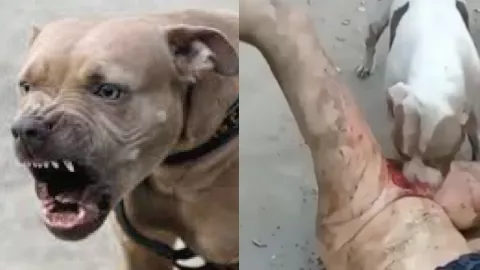 墨西哥网传黑帮私刑核查