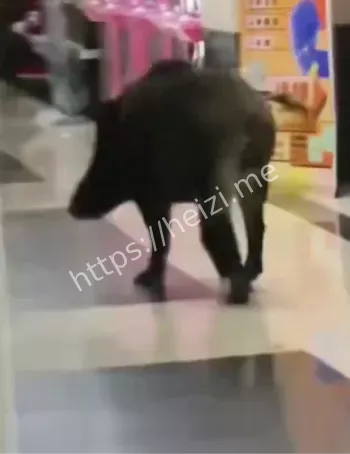 抚顺金水岸野猪舞蹈室破坏事件